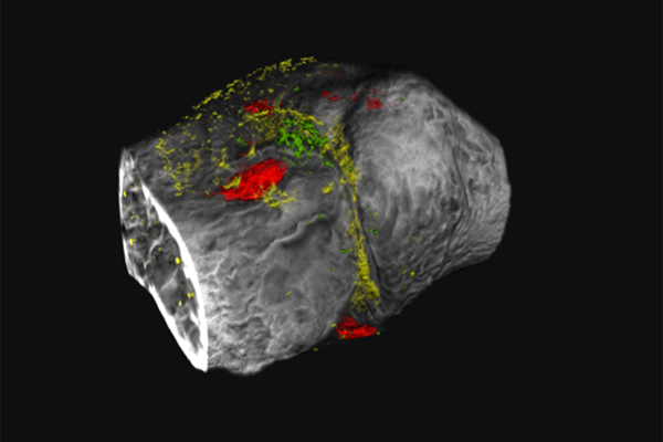 New technique allows technicolor imaging of degenerative joint disease