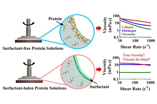 Fibrous protein finding